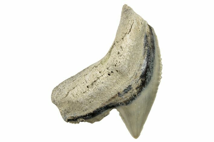 Fossil Tiger Shark (Galeocerdo) Tooth - Aurora, NC #253751